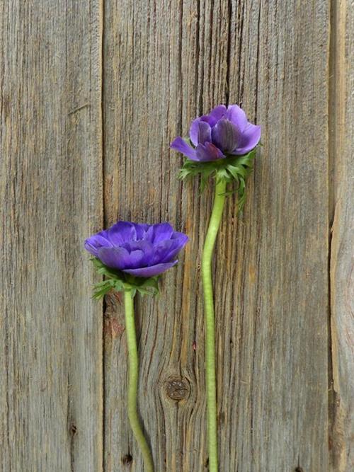 BLUE ANEMONE